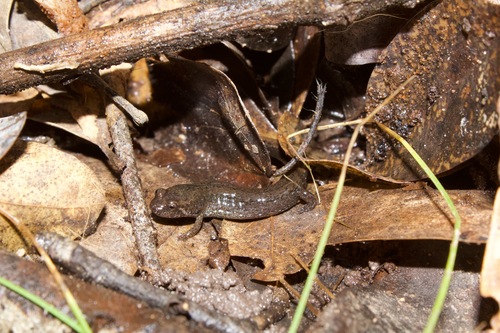 Valentine’s Southern Dusky Salamander