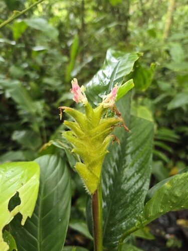 Calathea caesariata