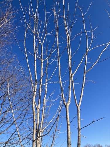 Fraxinus mandshurica iNat (3)