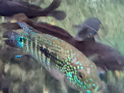 Jack dempsey (Rocio octofasciata) — Cichlidae