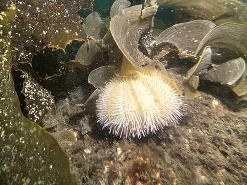 Pseudoboletia indiana observed 2026-01-08