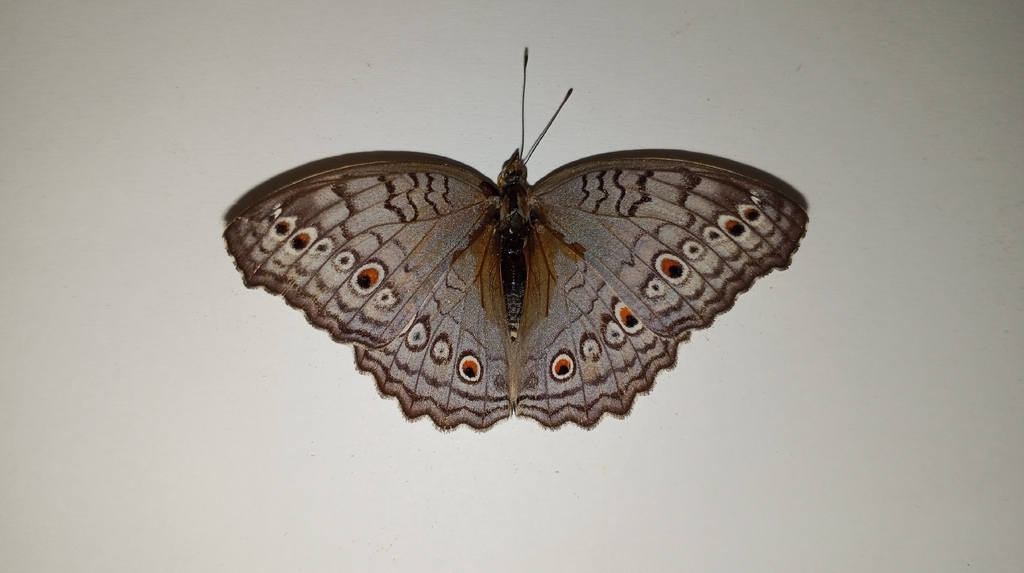 Junonia atlites (Junonia atlites)