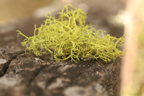 iNaturalist observation photo of wolf lichen