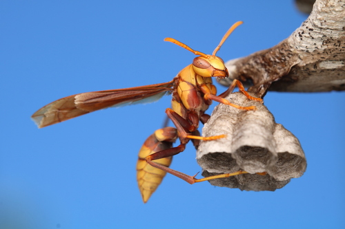 Horse Paper Wasp photo 5
