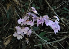 Ionopsis utricularioides