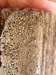 Pseudothelomma occidentale