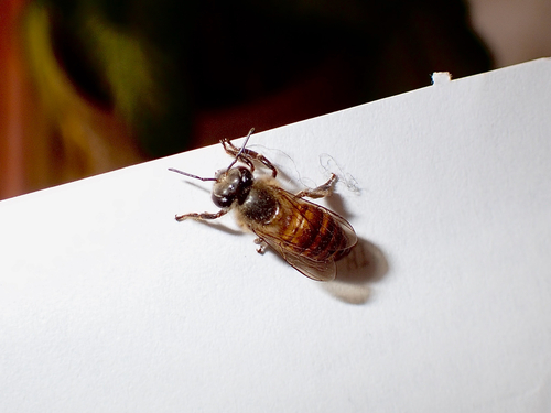 Apis cerana