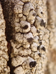 Pseudothelomma occidentale