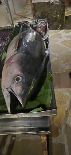 Yellowfin tuna (Thunnus albacares) — Scombridae