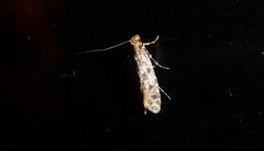 Archyala terranea