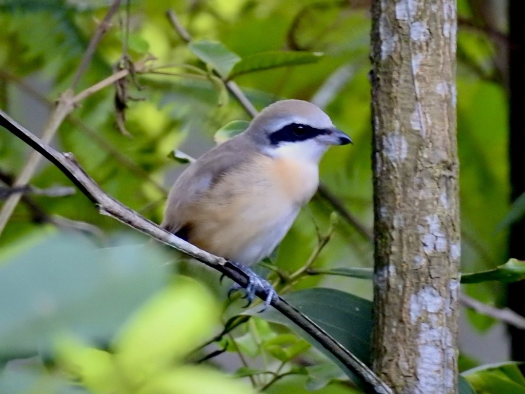 Bentet coklat (Lanius cristatus)
