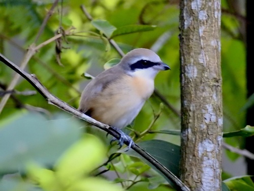 Lanius cristatus