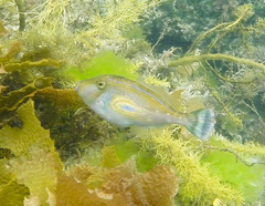Meuschenia hippocrepis