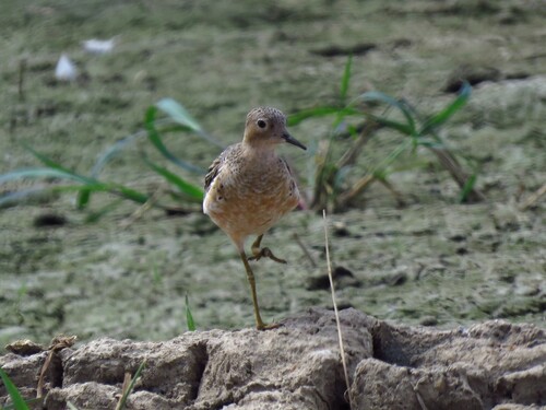 Correlimos canelo (Calidris subruficollis)
