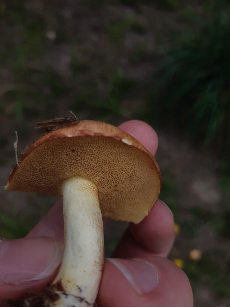 Suillus granulatus · January 2026 · photo: © georgecox (iNaturalist, cc0)