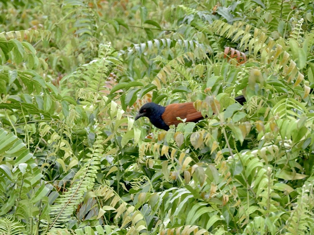 Greater Coucal (Centropus sinensis)