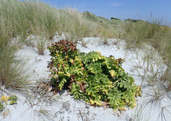 Sonchus grandifolius
