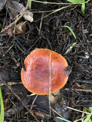 Lactarius subflammeus