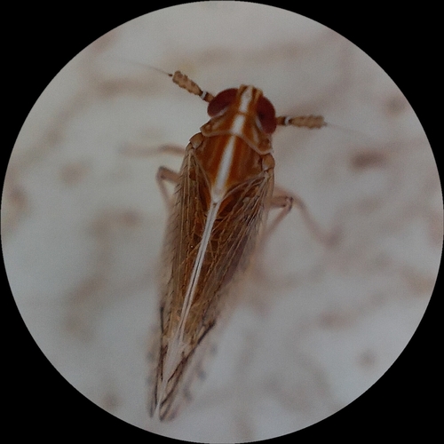 Tagosodes wallacei observed 2026-01-09