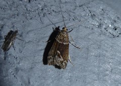 Eudonia submarginalis