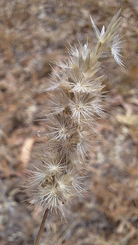 Black-heads (Enneapogon nigricans)