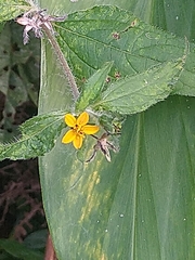 Asteraceae