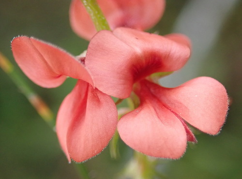 Moertjie Indigo (Indigofera erecta)