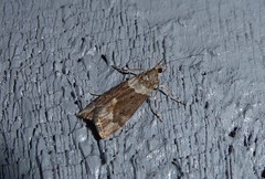 Eudonia submarginalis