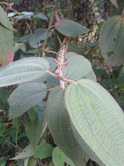 Miconia aeruginosa