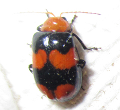 Sonchia sternalis