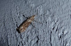 Eudonia submarginalis