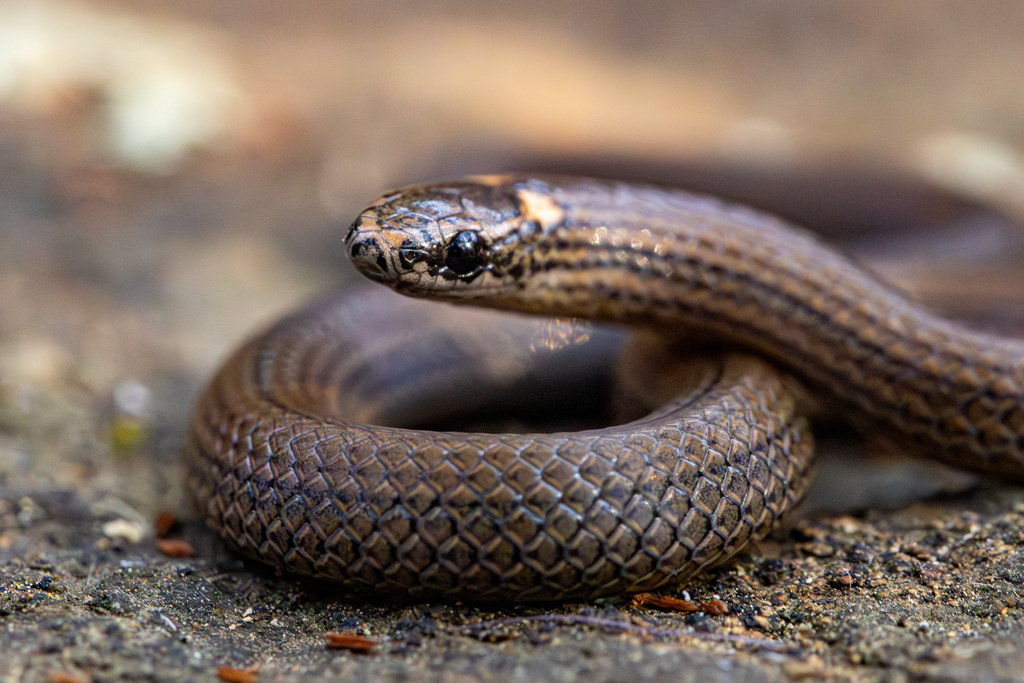 Pacific Coast Centipede Snake