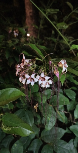 Medisa-flower (Strophanthus preussii)