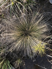 Eleocharis tuberculosa
