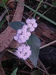 Asteraceae