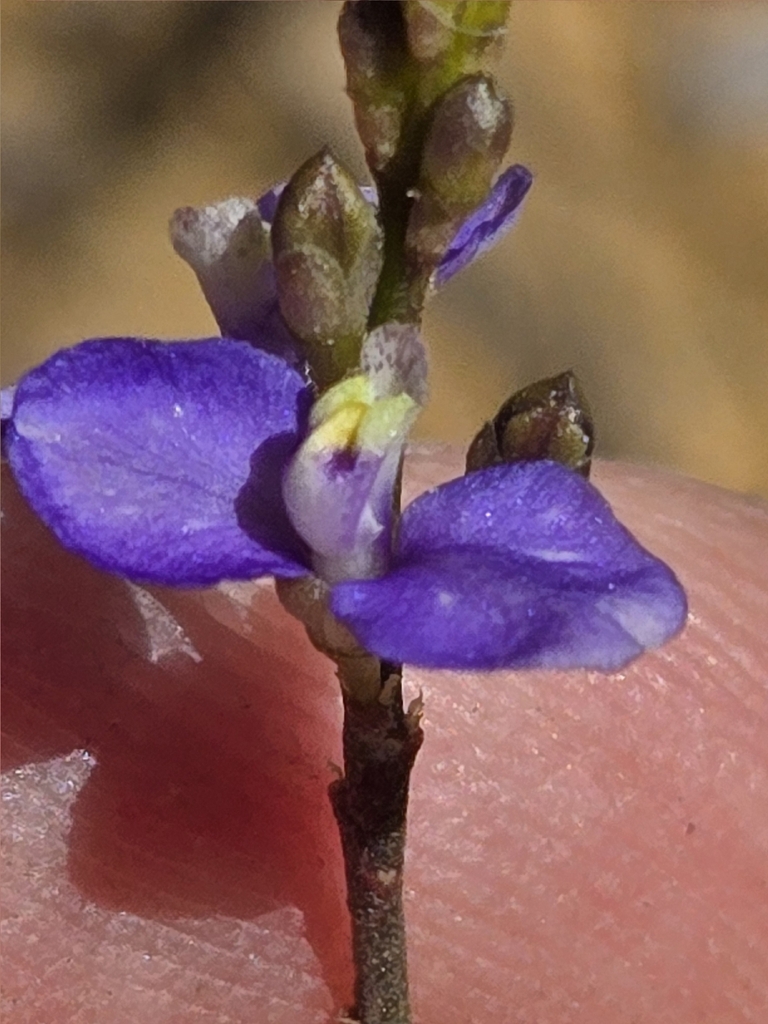 Comesperma rhadinocarpum