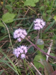 Asteraceae