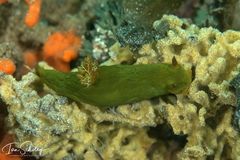 Tambja dracomus
