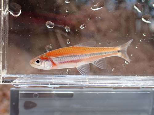 Rough shiner (Notropis baileyi) — Cyprinidae — 3