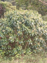 Miconia