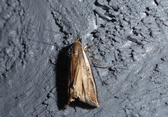 Orocrambus flexuosellus