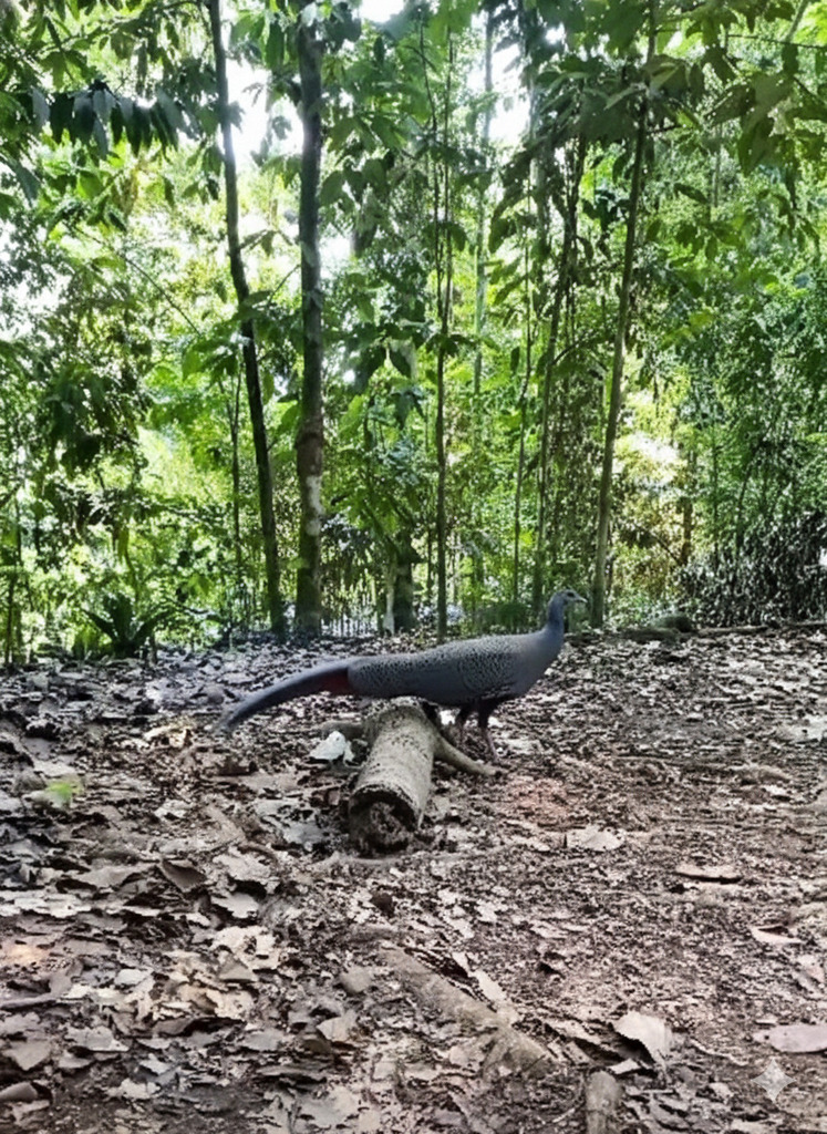 Great Argus (Argusianus argus)