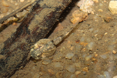 Fragile Large-Headed Frog photo 2