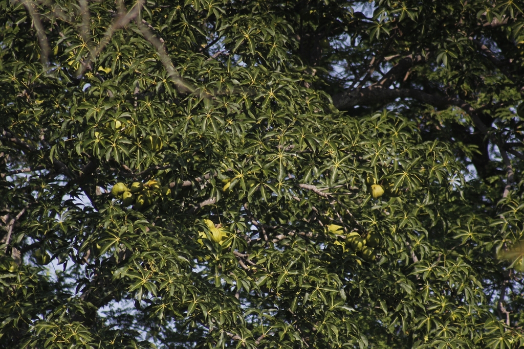 kepoh (Sterculia foetida)