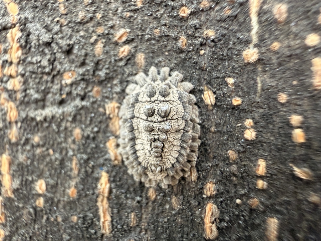 Hemaspidoproctus senex