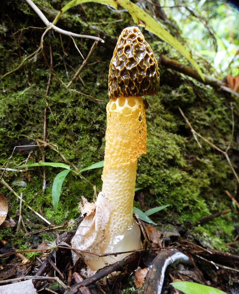 Phallus multicolor · January 2026 · photo: © squiresk (iNaturalist, cc-by)