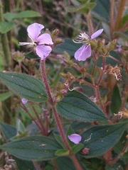 Pleroma urvilleanum