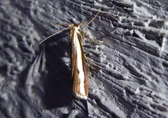 Orocrambus flexuosellus