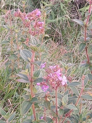 Pleroma urvilleanum