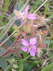 Pleroma urvilleanum